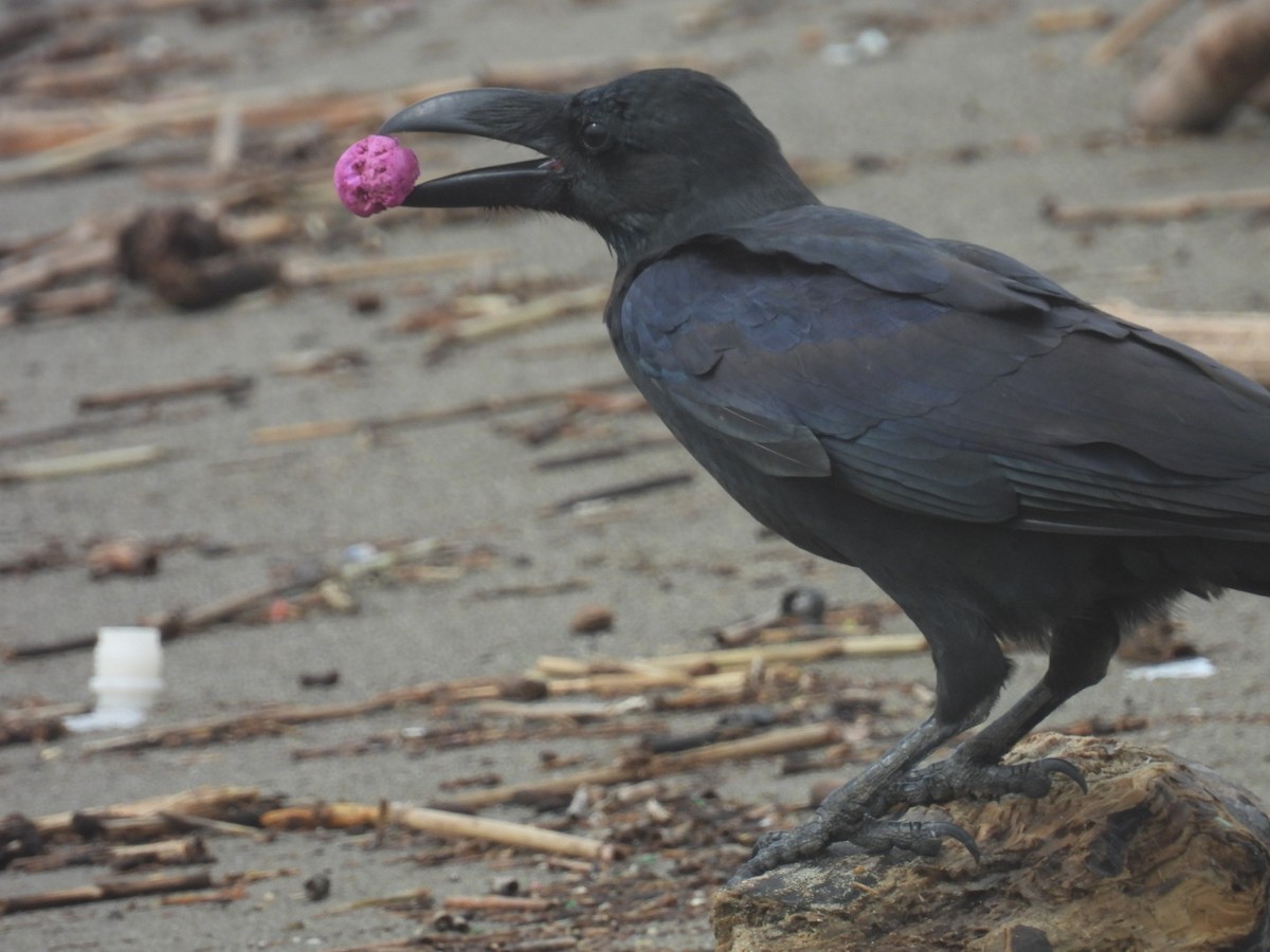 Large-billed Crow - ML623973119