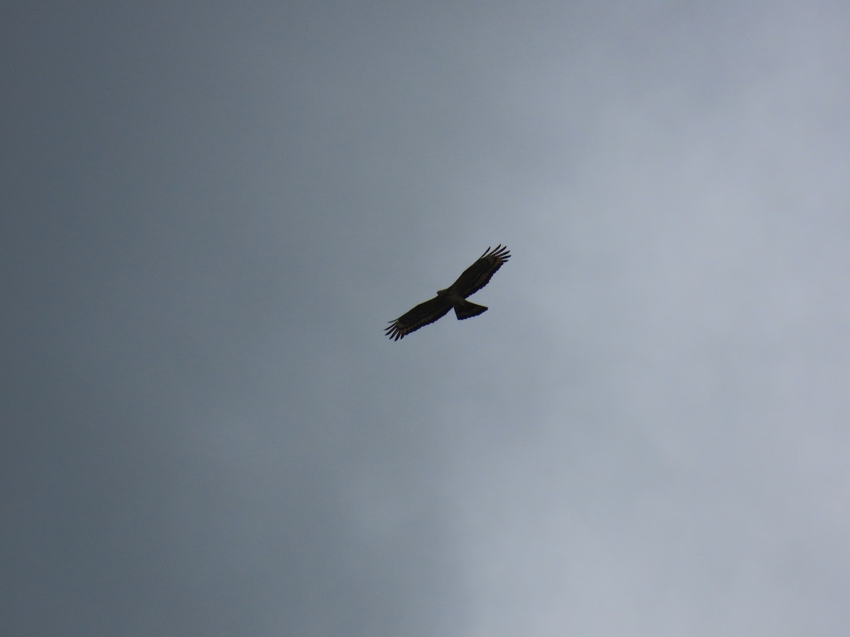 Oriental Honey-buzzard - ML623973121