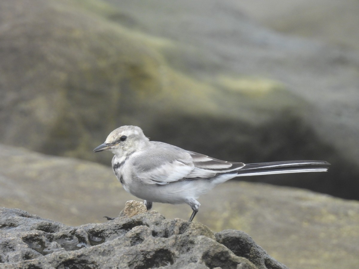 Gray Wagtail - ML623973122