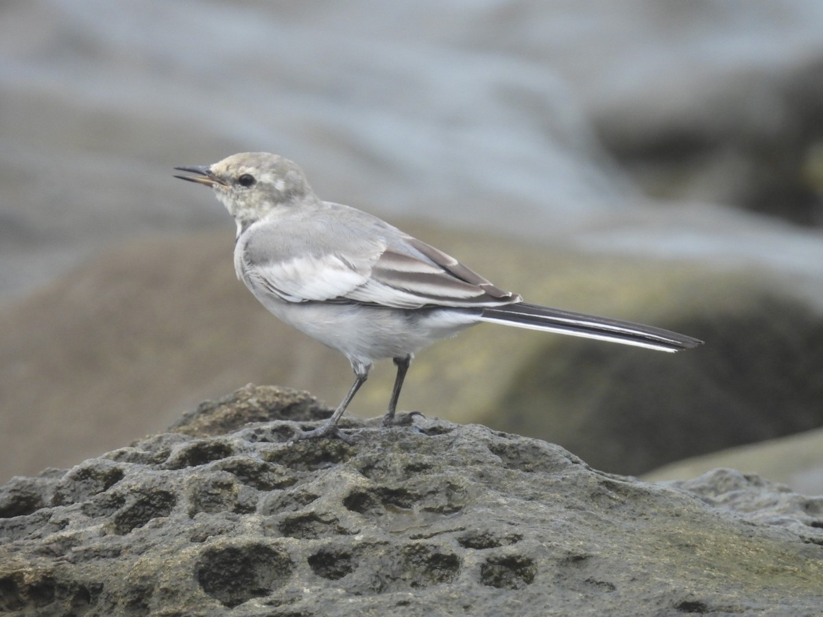 White Wagtail - ML623973123