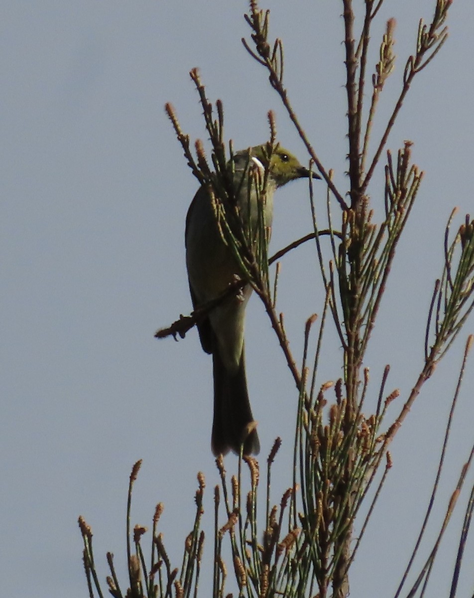 White-plumed Honeyeater - ML623973127