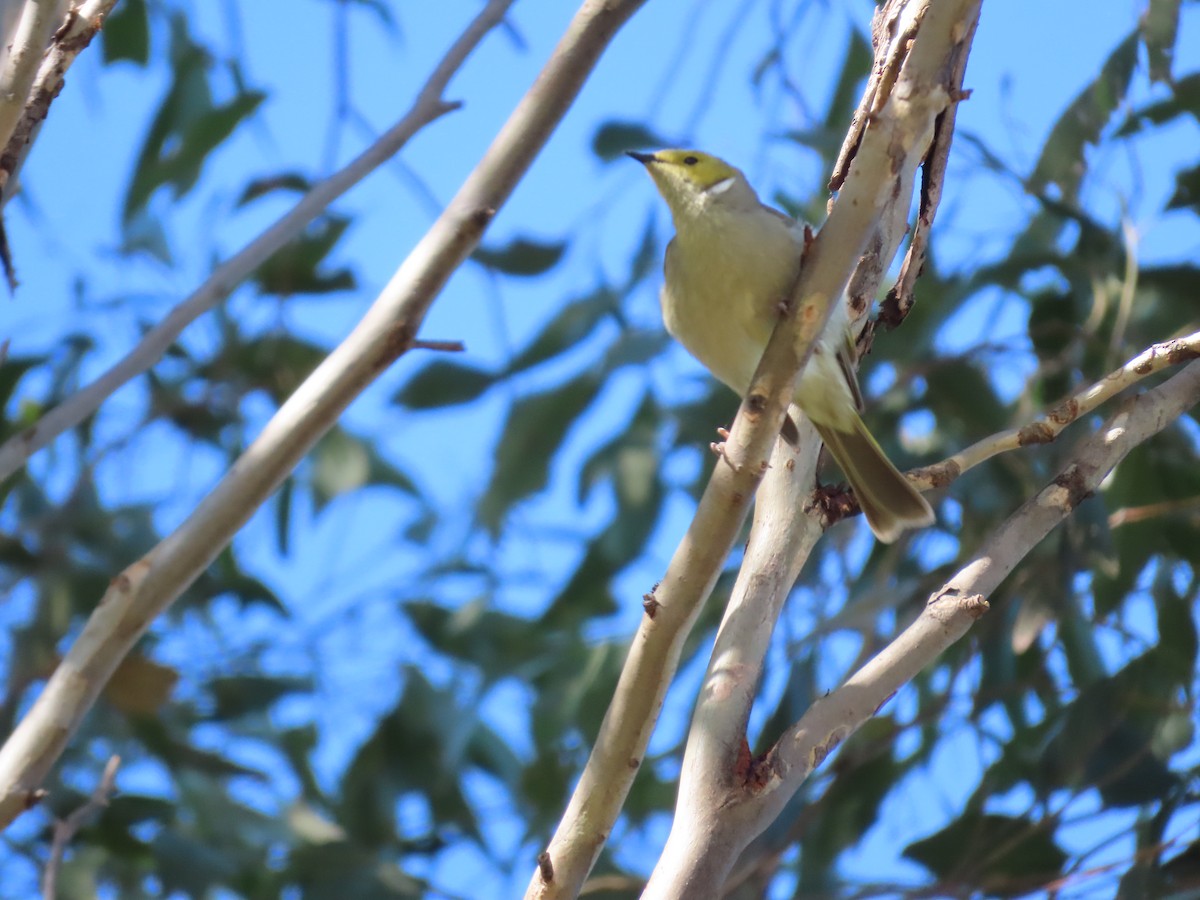 White-plumed Honeyeater - ML623973128