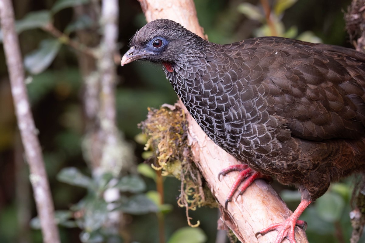 Andean Guan - ML623973130