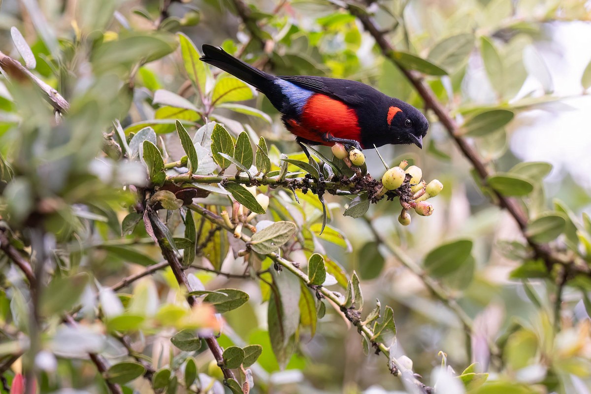 Scarlet-bellied Mountain Tanager (Scarlet-bellied) - ML623973132