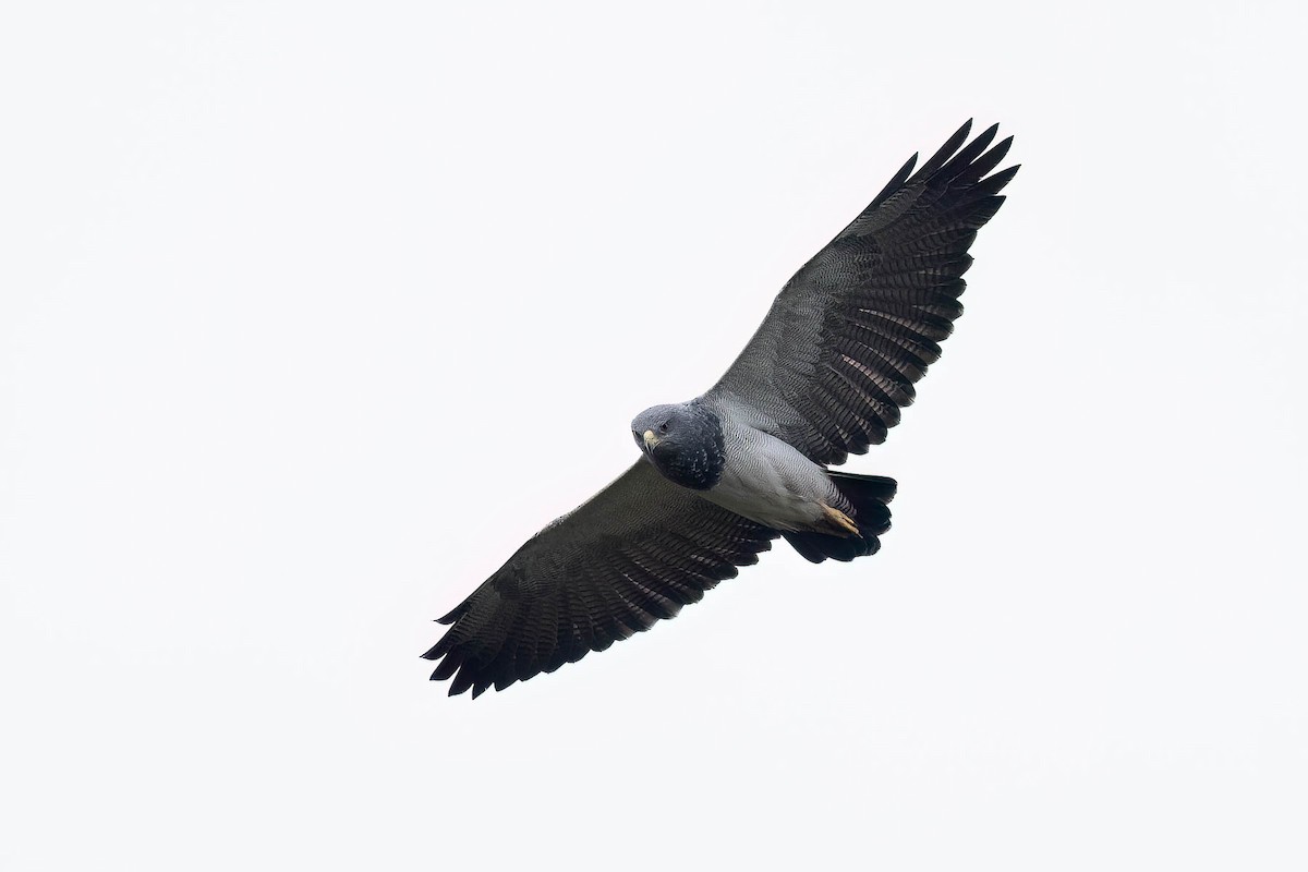 Black-chested Buzzard-Eagle - ML623973133