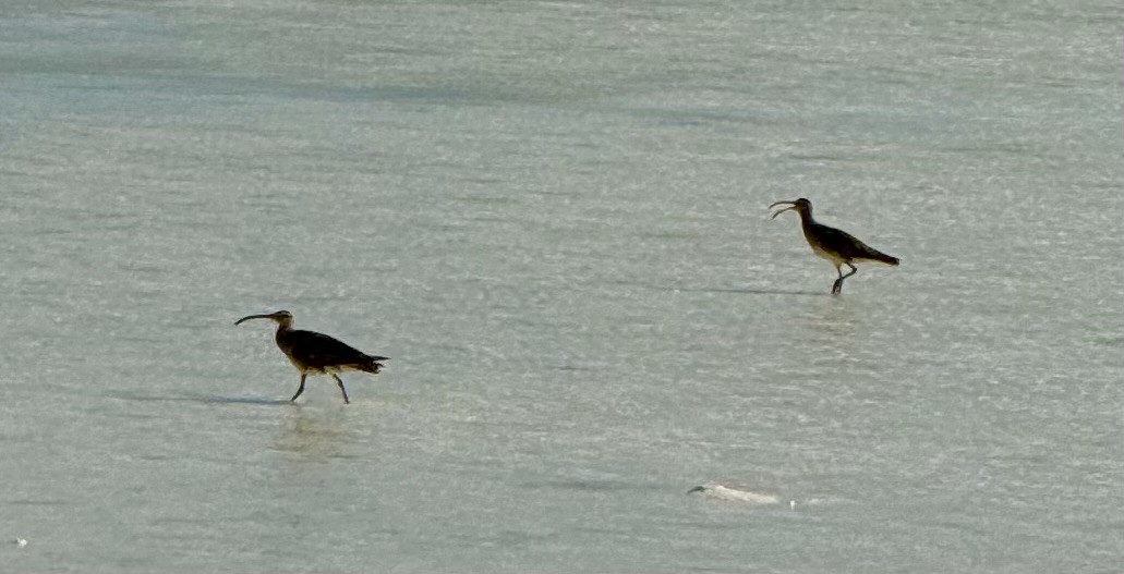 Bristle-thighed Curlew - ML623973148