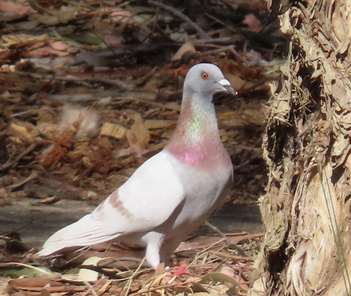 Rock Pigeon (Feral Pigeon) - ML623973155