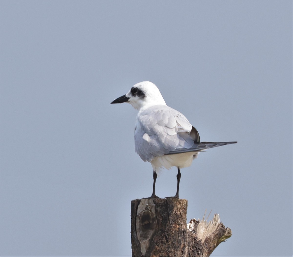 Gull-billed Tern - ML623973185