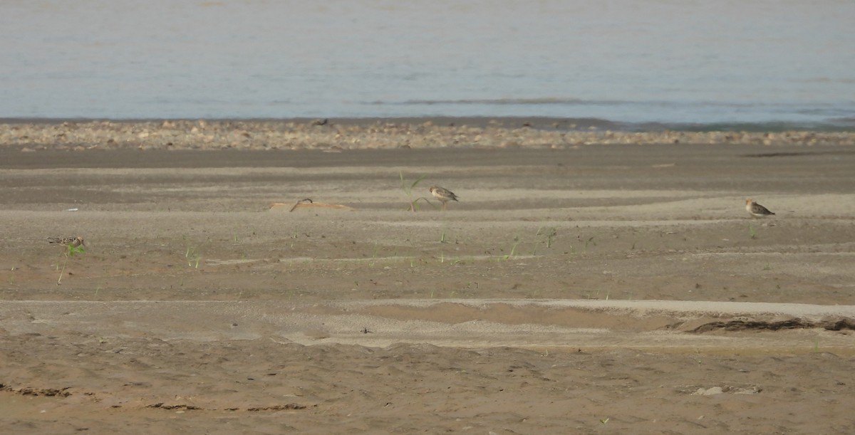 Buff-breasted Sandpiper - Fernando Angulo - CORBIDI