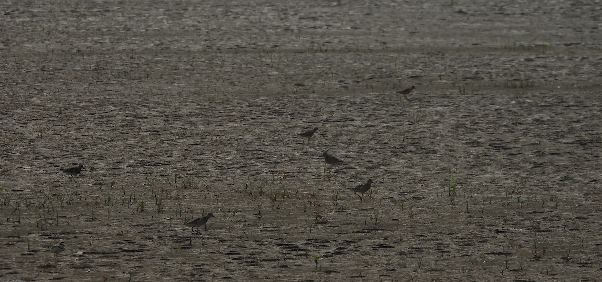 Buff-breasted Sandpiper - Fernando Angulo - CORBIDI