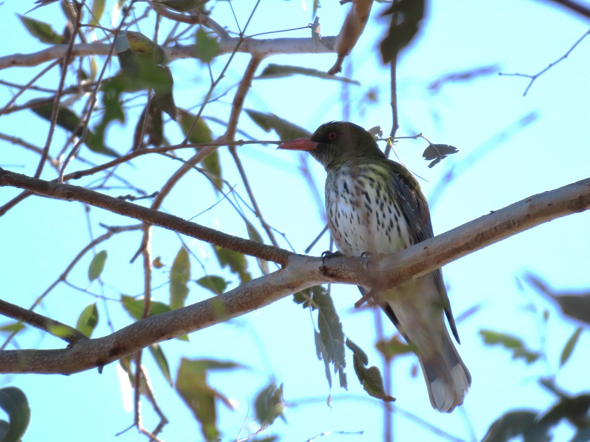 Olive-backed Oriole - Greg Wark