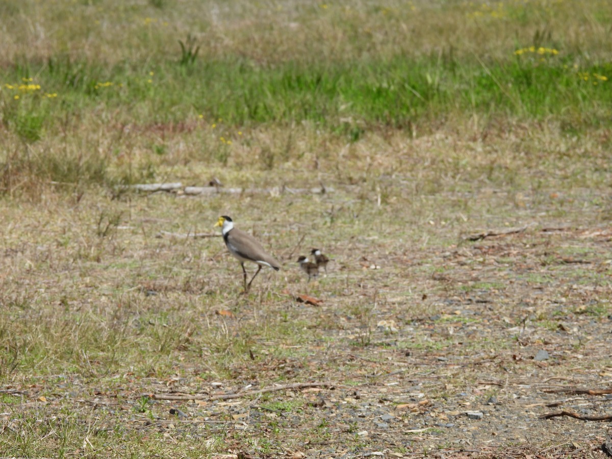 Masked Lapwing - ML623973269