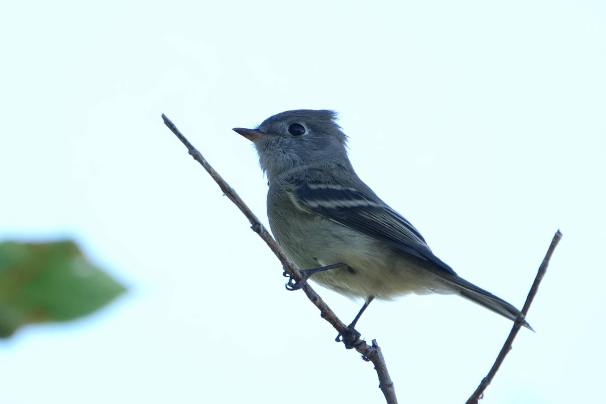 Hammond's Flycatcher - Thane Dinsdale