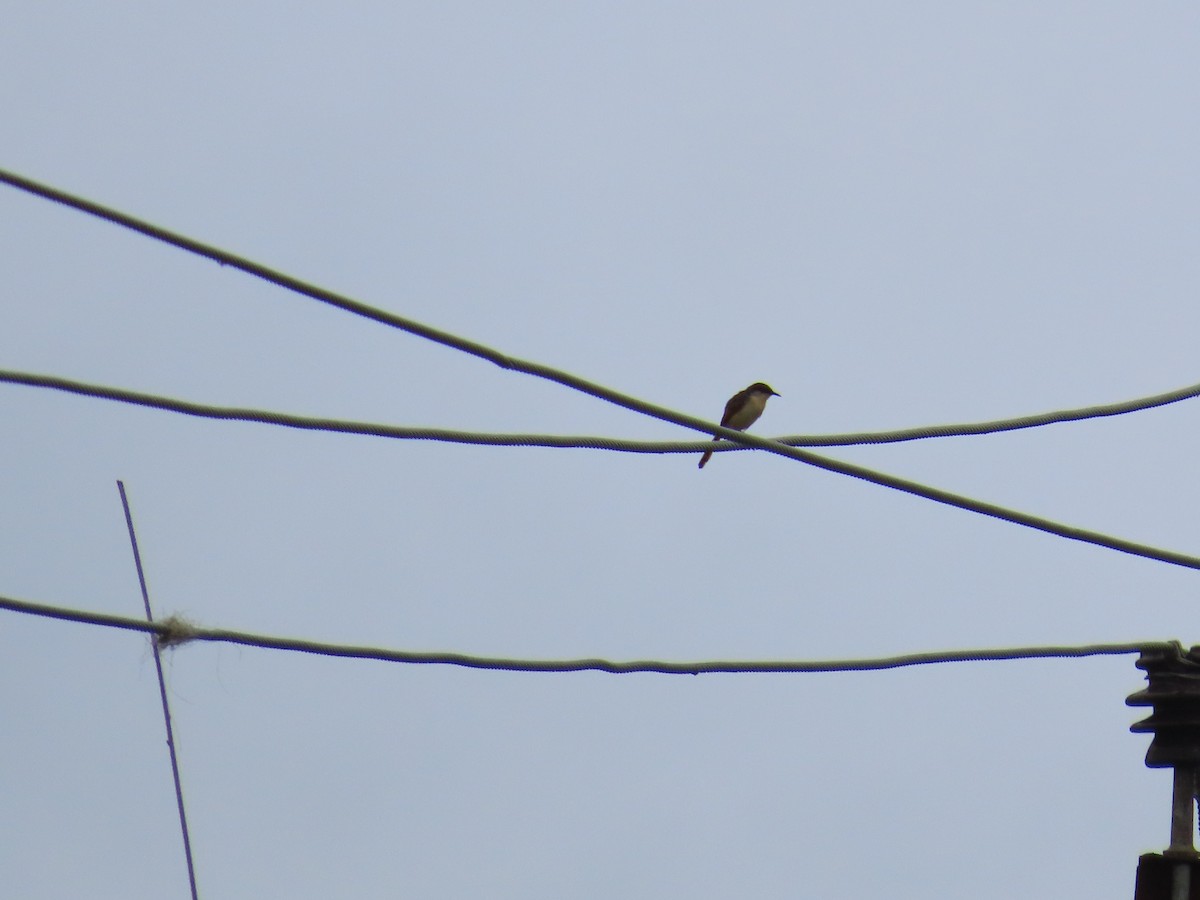 Ashy Prinia - ML623973332