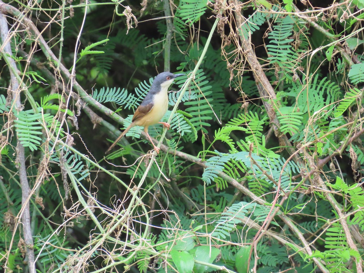 Ashy Prinia - ML623973334