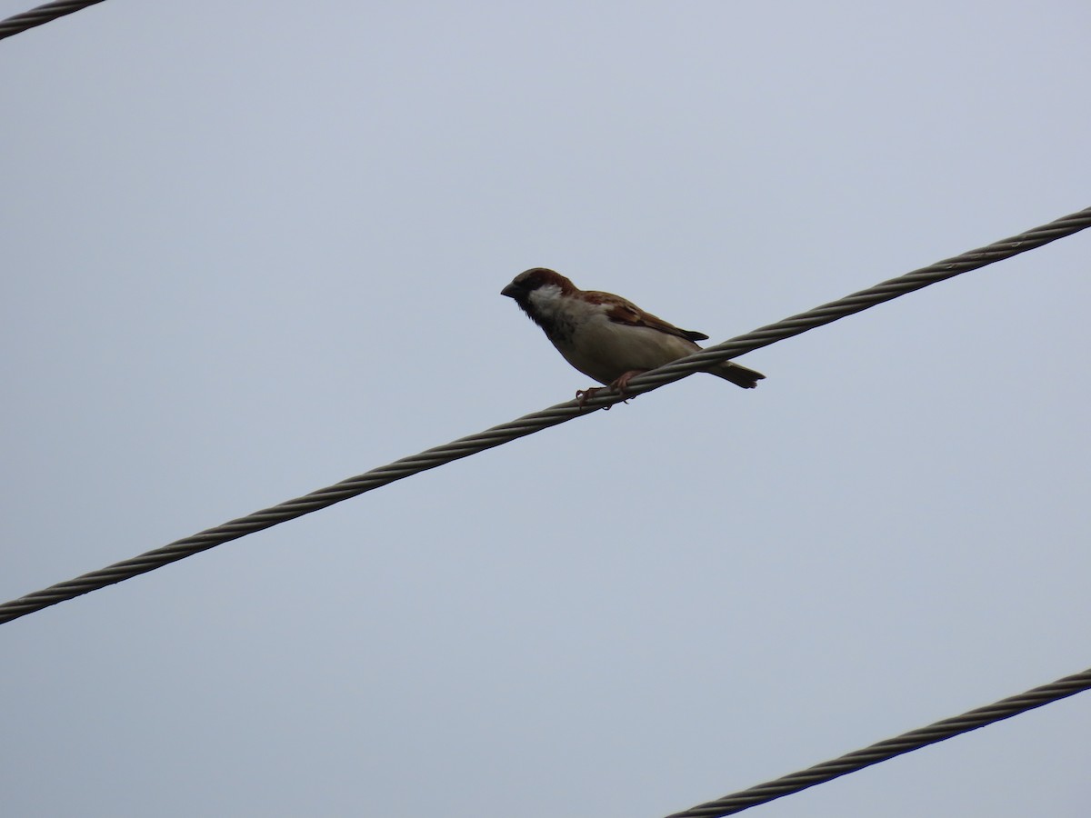 House Sparrow - ML623973345