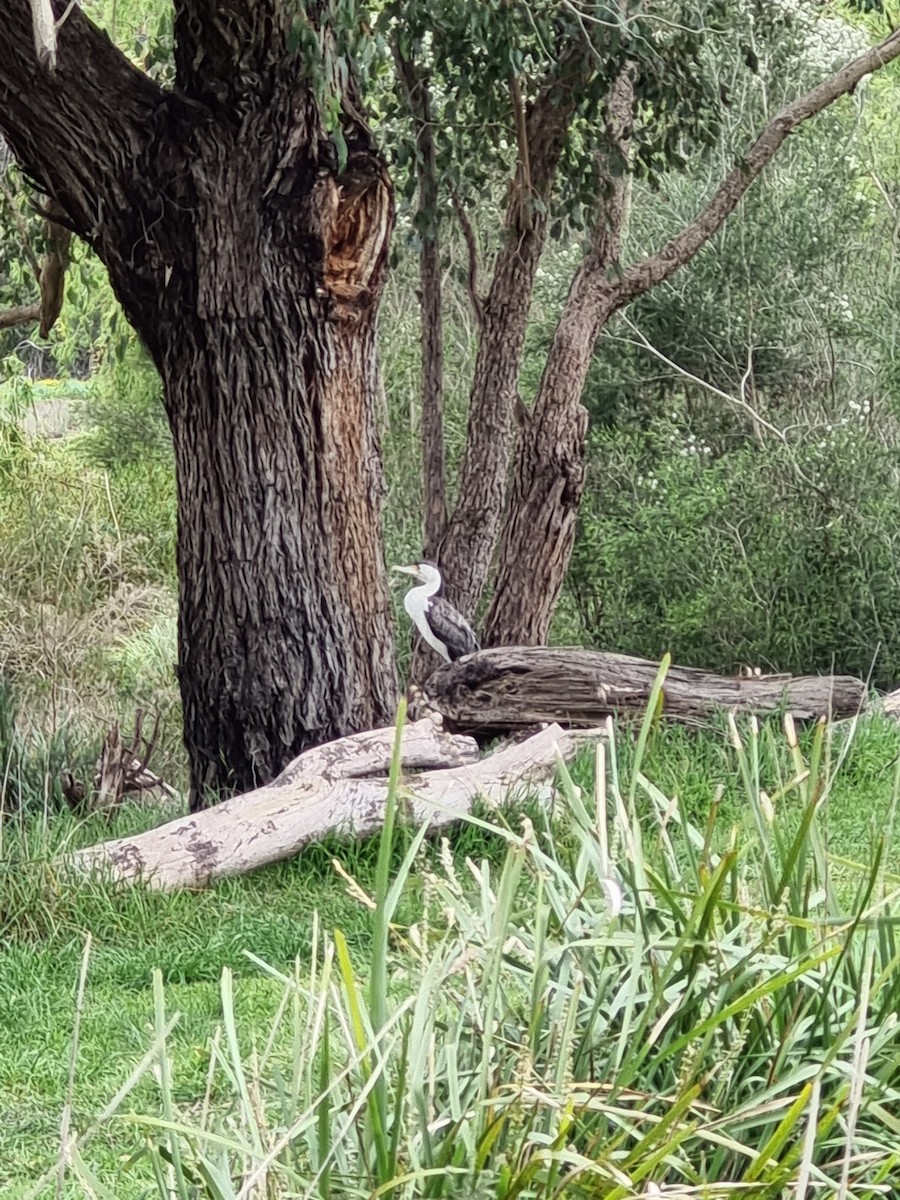 Pied Cormorant - Wendy McWilliams