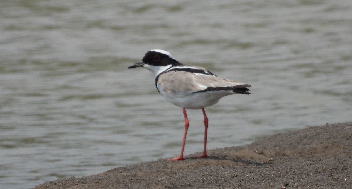 Pied Plover - ML623973357