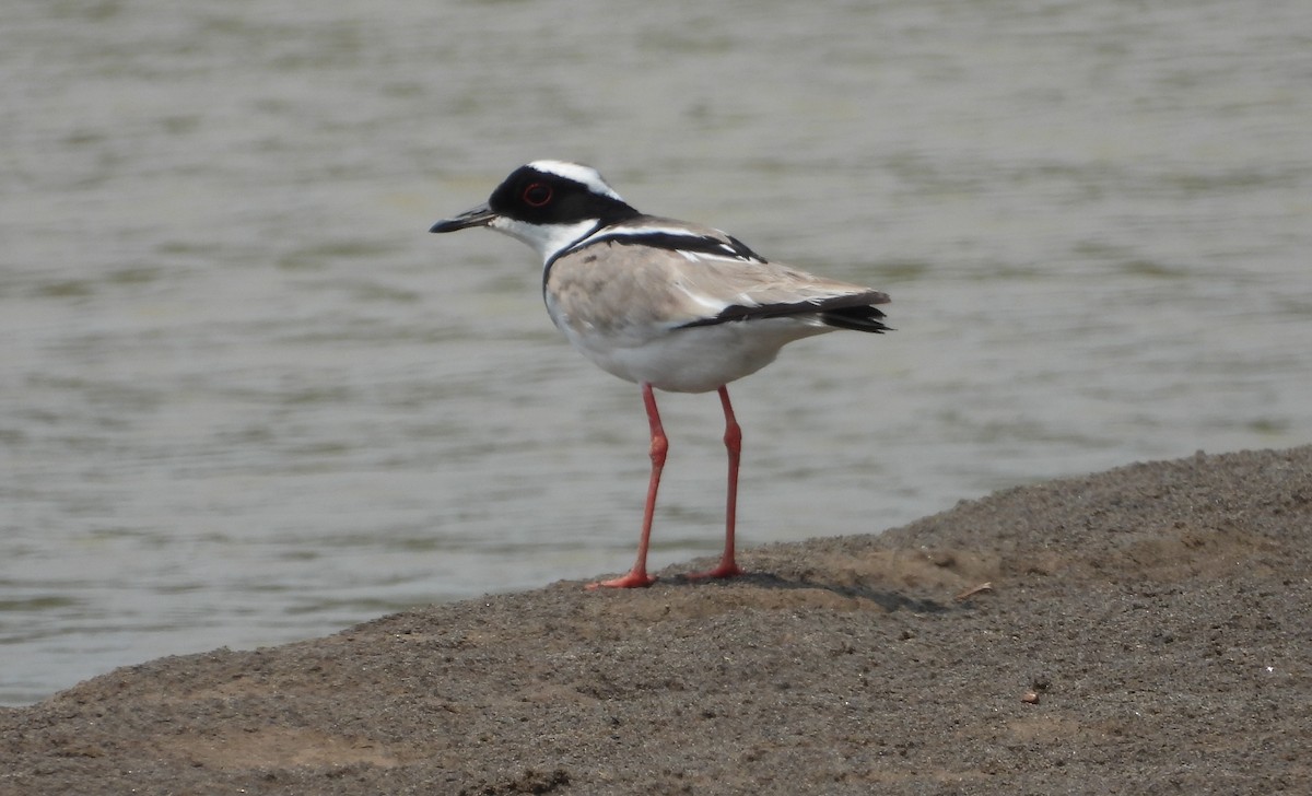 Pied Plover - ML623973358