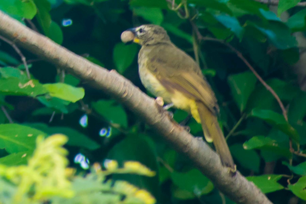 White-browed Bulbul - ML623973360