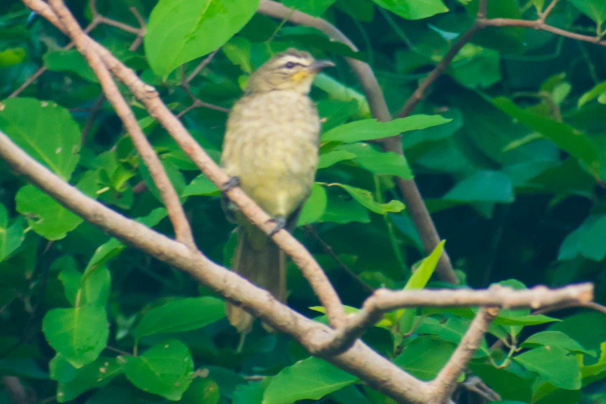 White-browed Bulbul - ML623973361