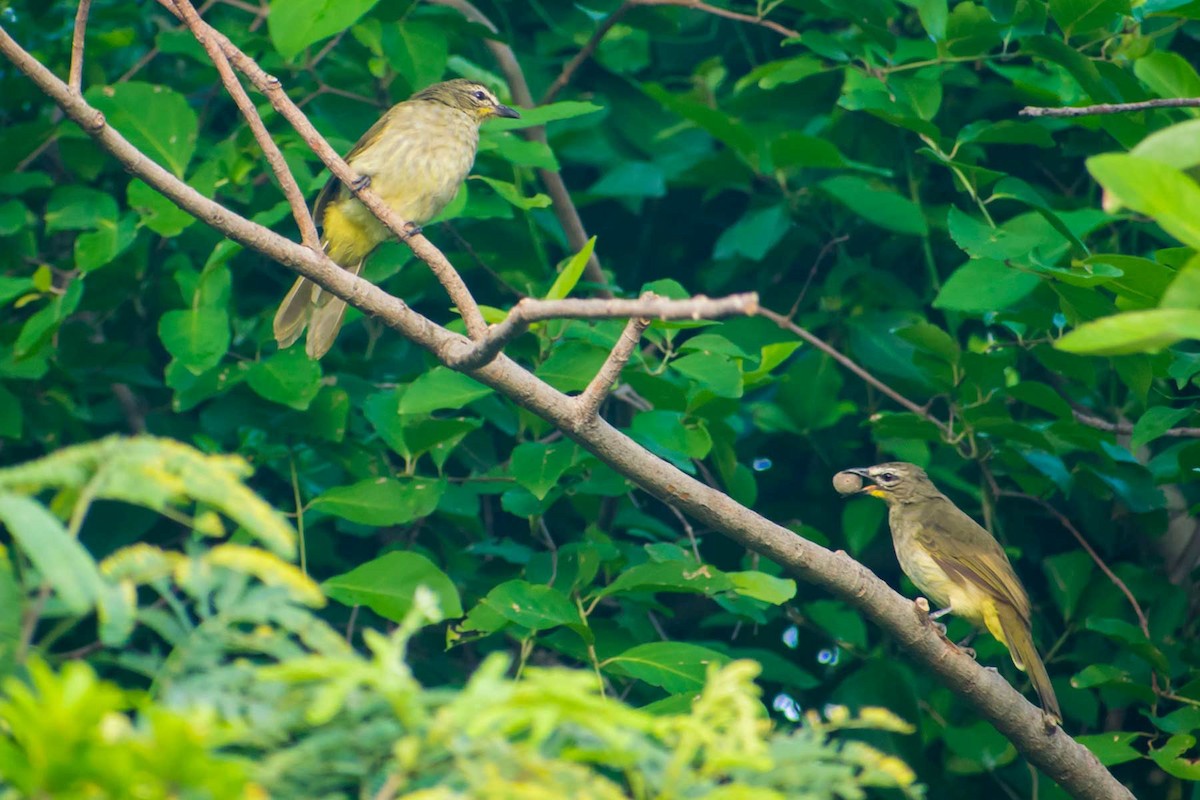 White-browed Bulbul - ML623973362