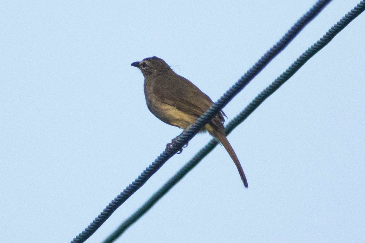 White-browed Bulbul - ML623973363