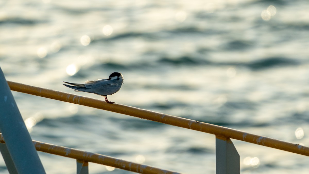 Whiskered Tern - ML623973375