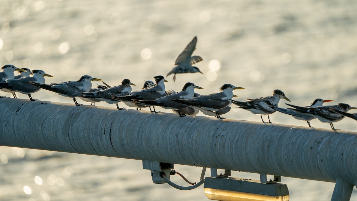 Whiskered Tern - ML623973376