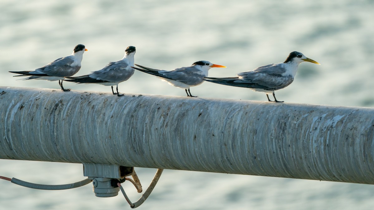 Lesser Crested Tern - ML623973381