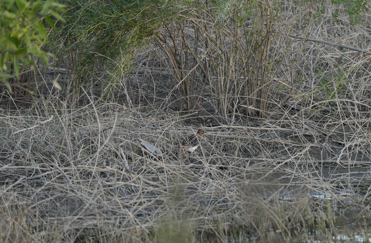 Wilson's Snipe - ML623973397