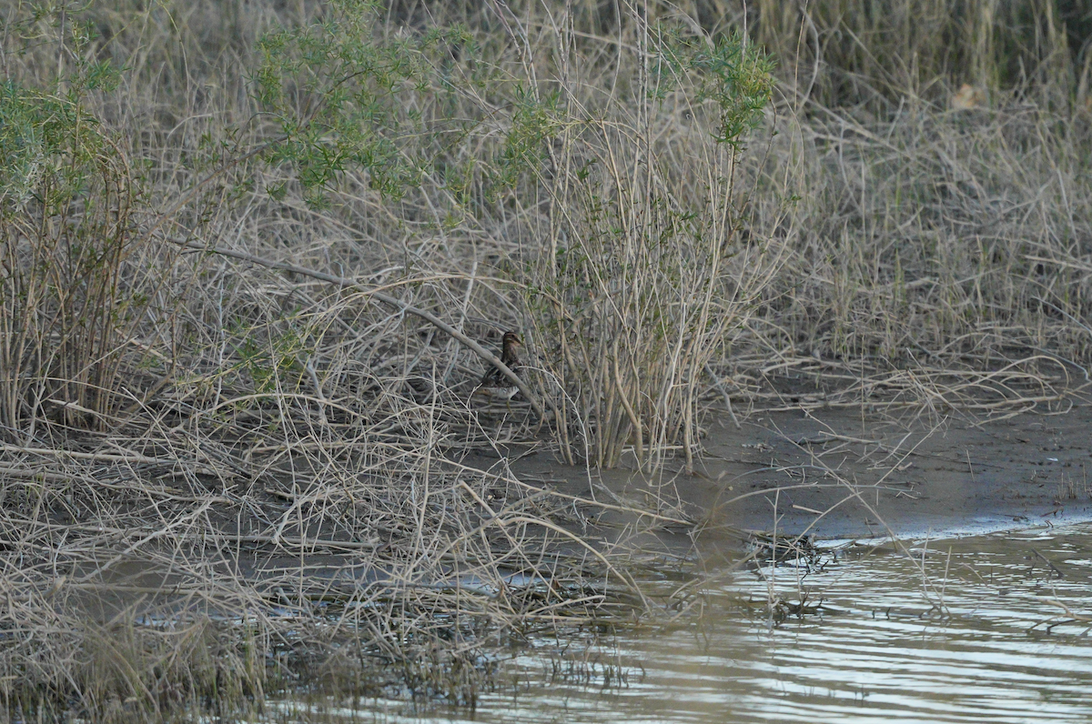 Wilson's Snipe - ML623973398
