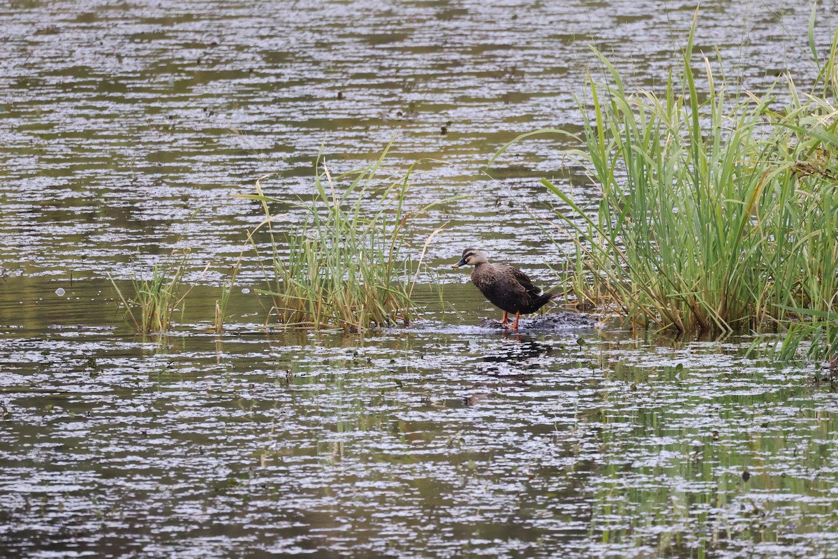 Eastern Spot-billed Duck - ML623973400