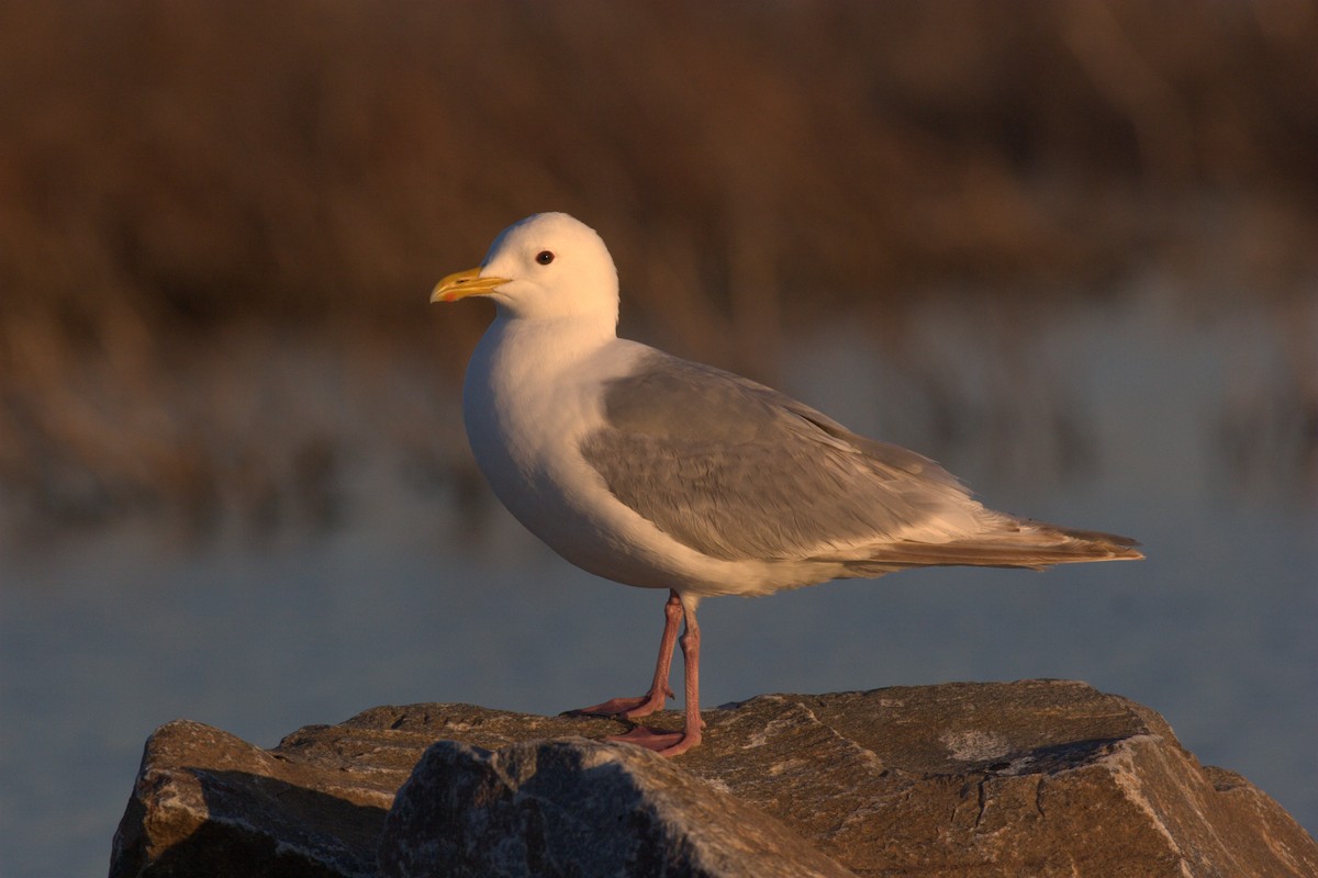 Gaviota Groenlandesa (thayeri) - ML62397341