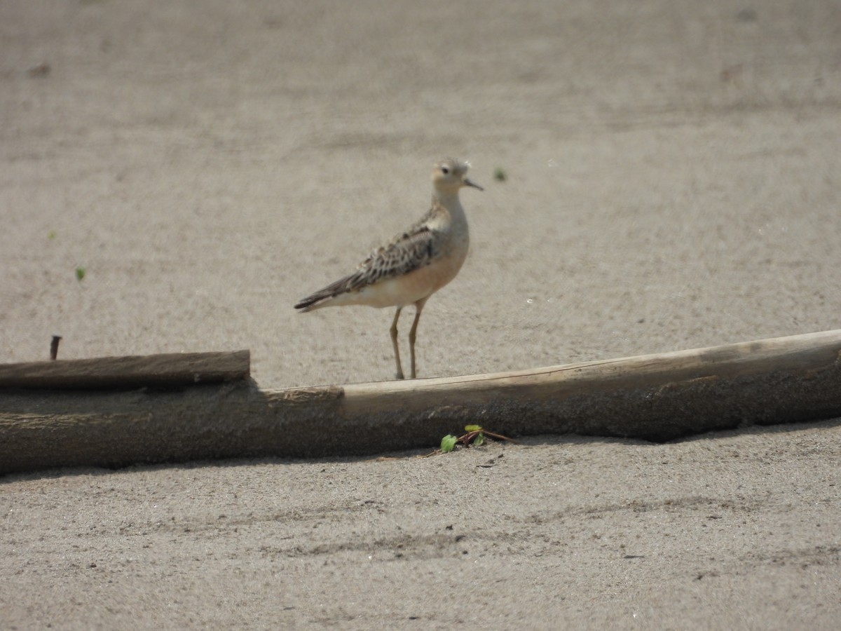 Buff-breasted Sandpiper - Fernando Angulo - CORBIDI