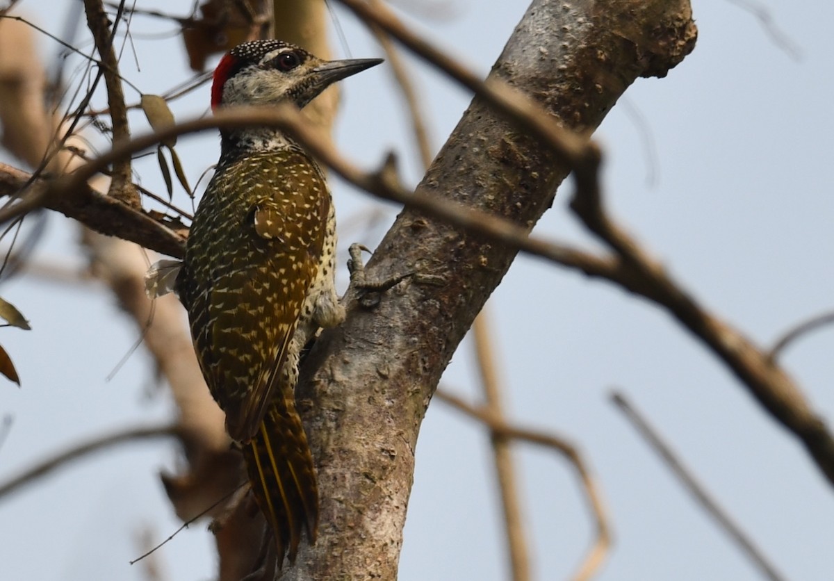 Golden-tailed Woodpecker - ML623973463