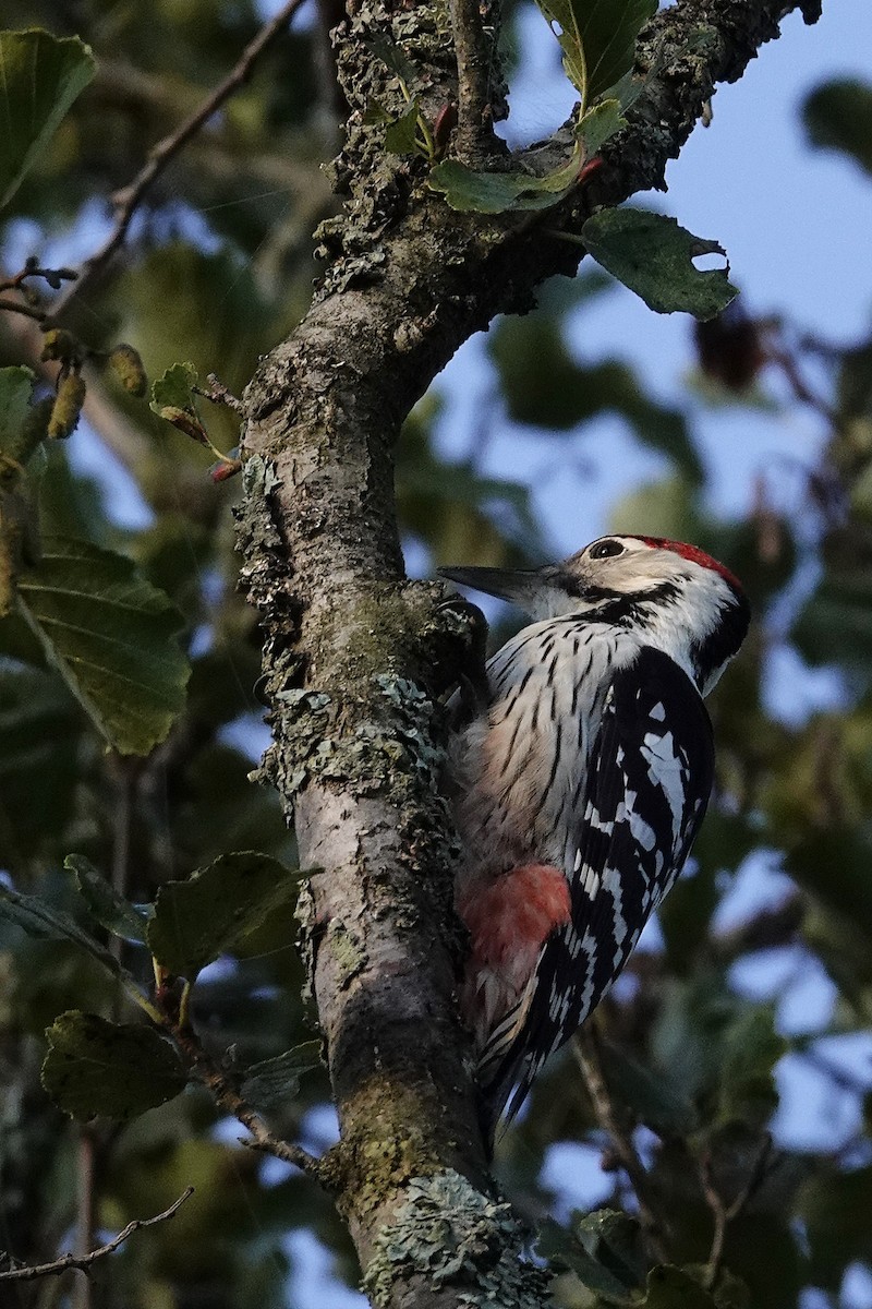 White-backed Woodpecker - ML623973468