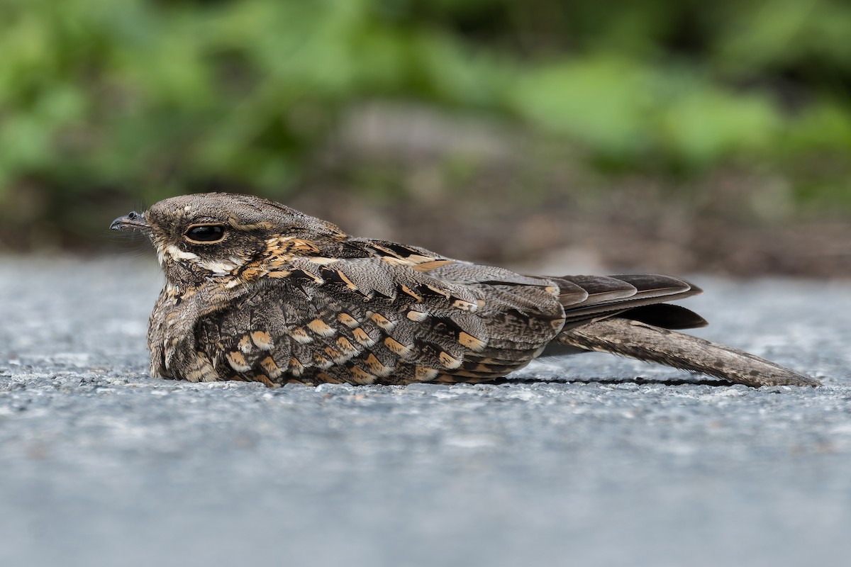Indian Nightjar - ML623973507