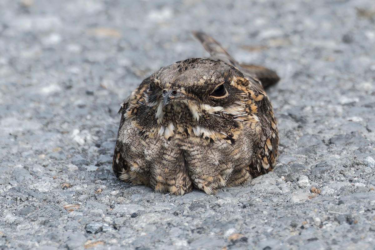 Indian Nightjar - ML623973508