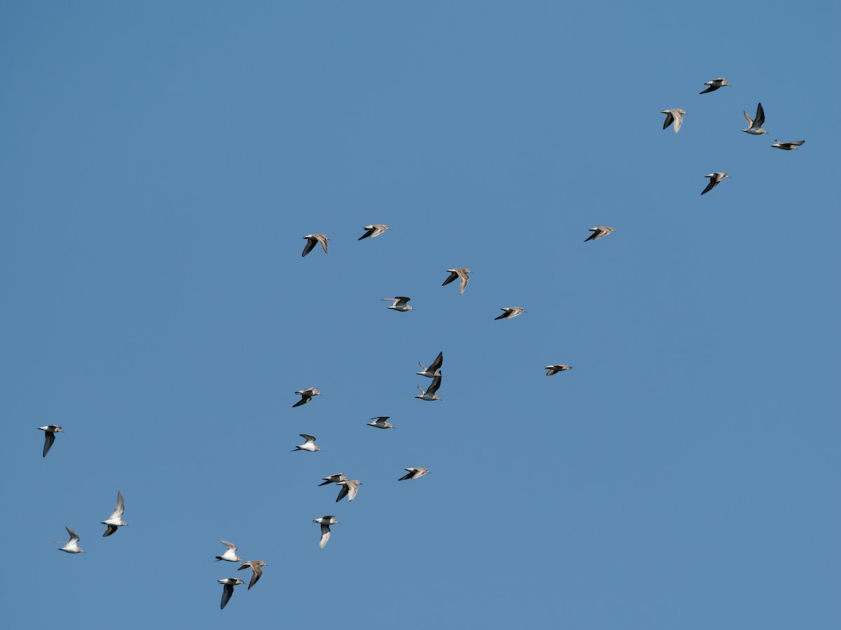 tanımsız küçük kumkuşu (Calidris sp.) - ML623973515