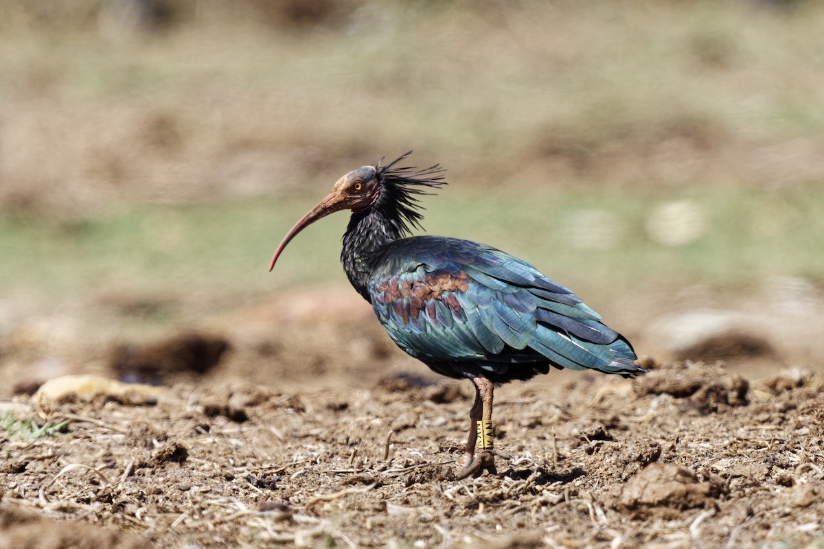 Northern Bald Ibis - ML623973520