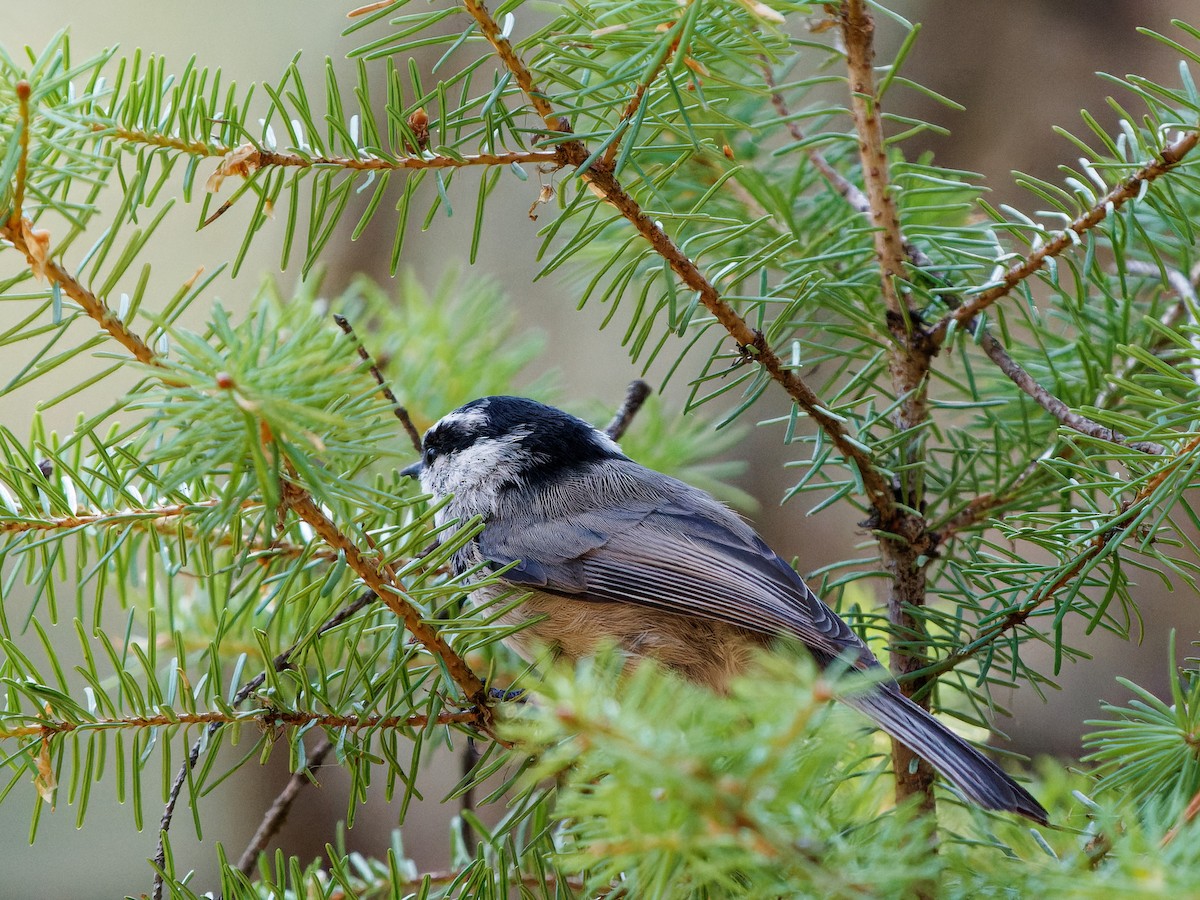 Mountain Chickadee - ML623973521