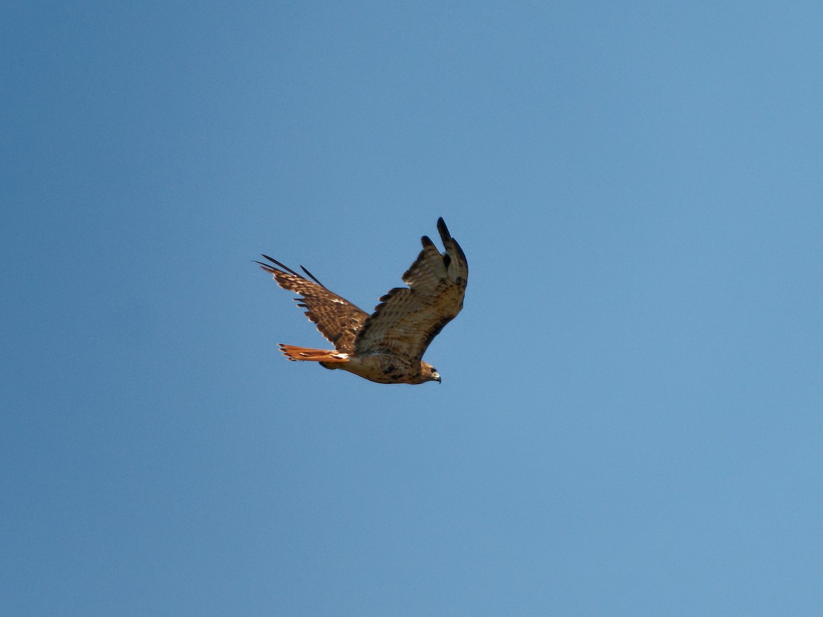 Red-tailed Hawk - ML623973525