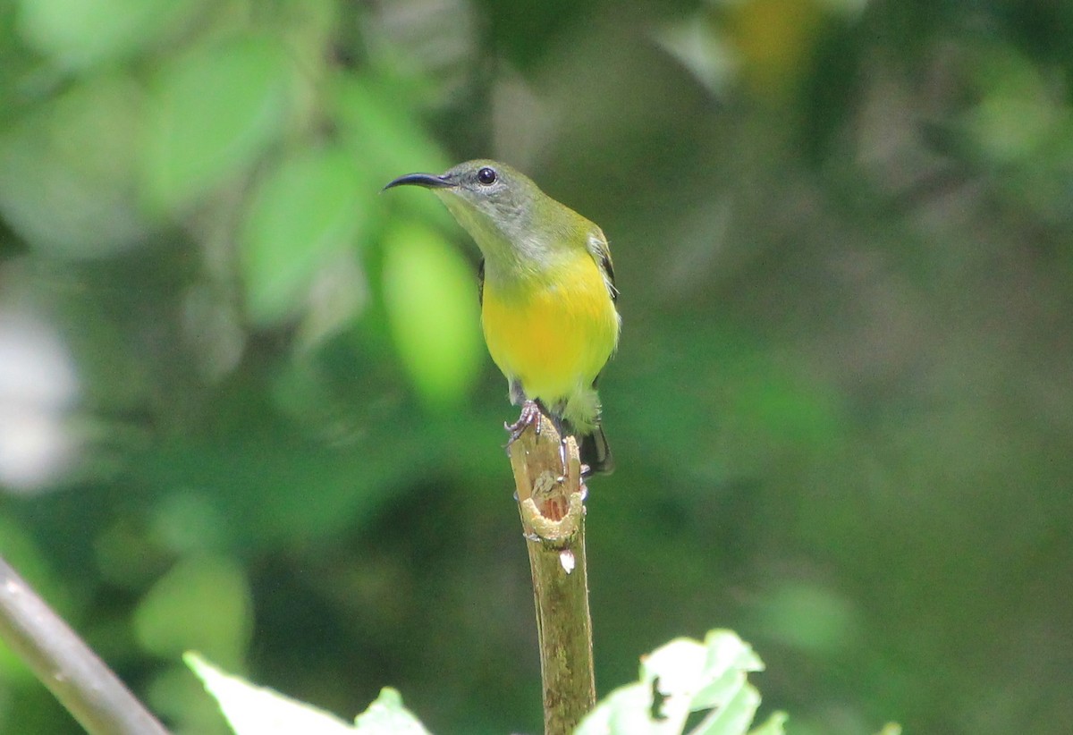 Maroon-naped Sunbird - ML623973529