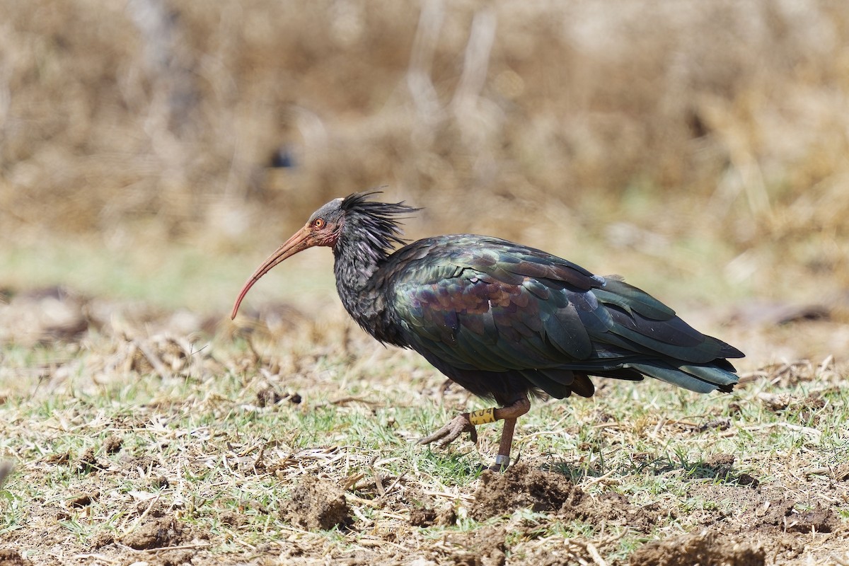 Northern Bald Ibis - ML623973530