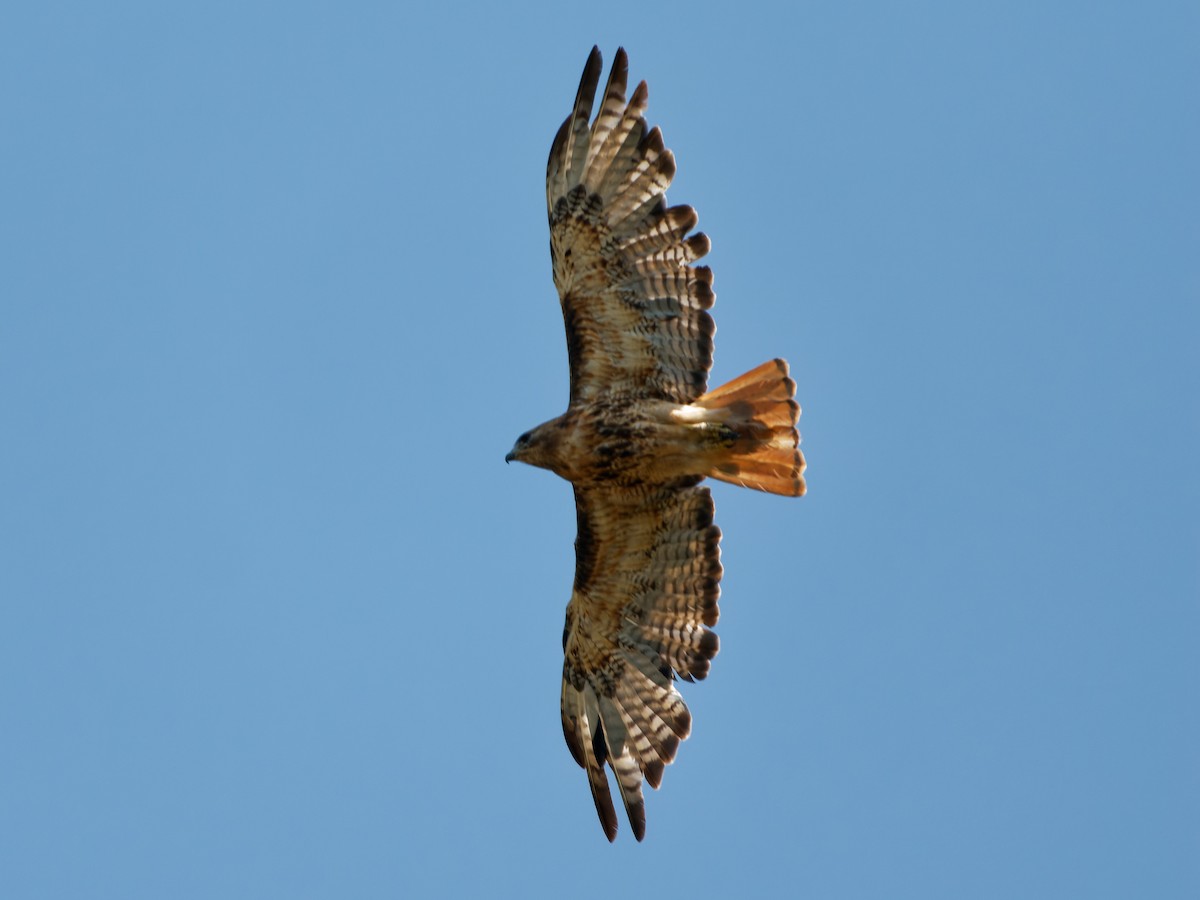 Red-tailed Hawk - ML623973554