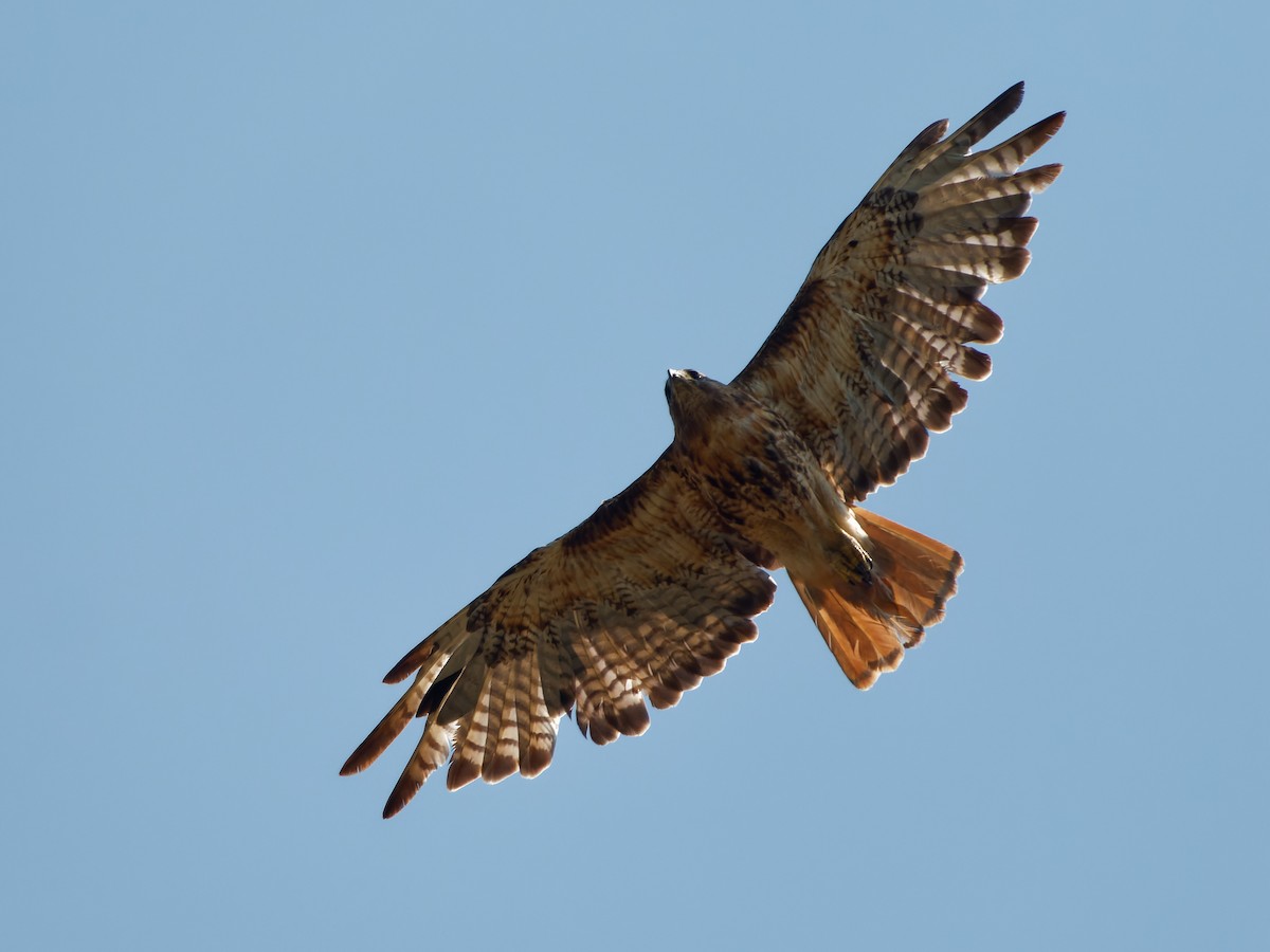 Red-tailed Hawk - ML623973556