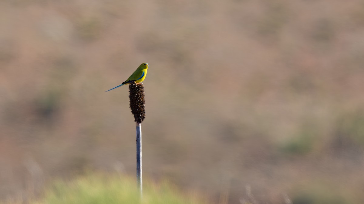 Elegant Parrot - ML623973558