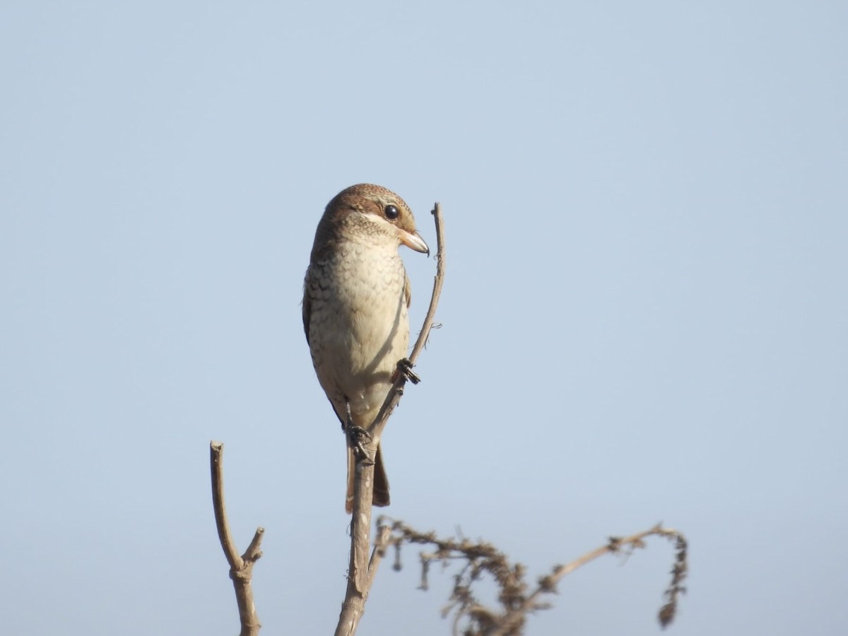 Red-backed Shrike - ML623973559