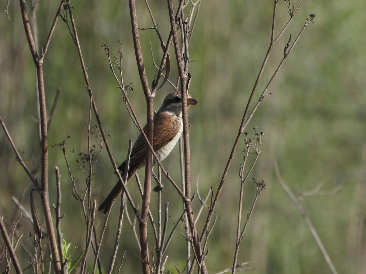 Red-backed Shrike - ML623973560